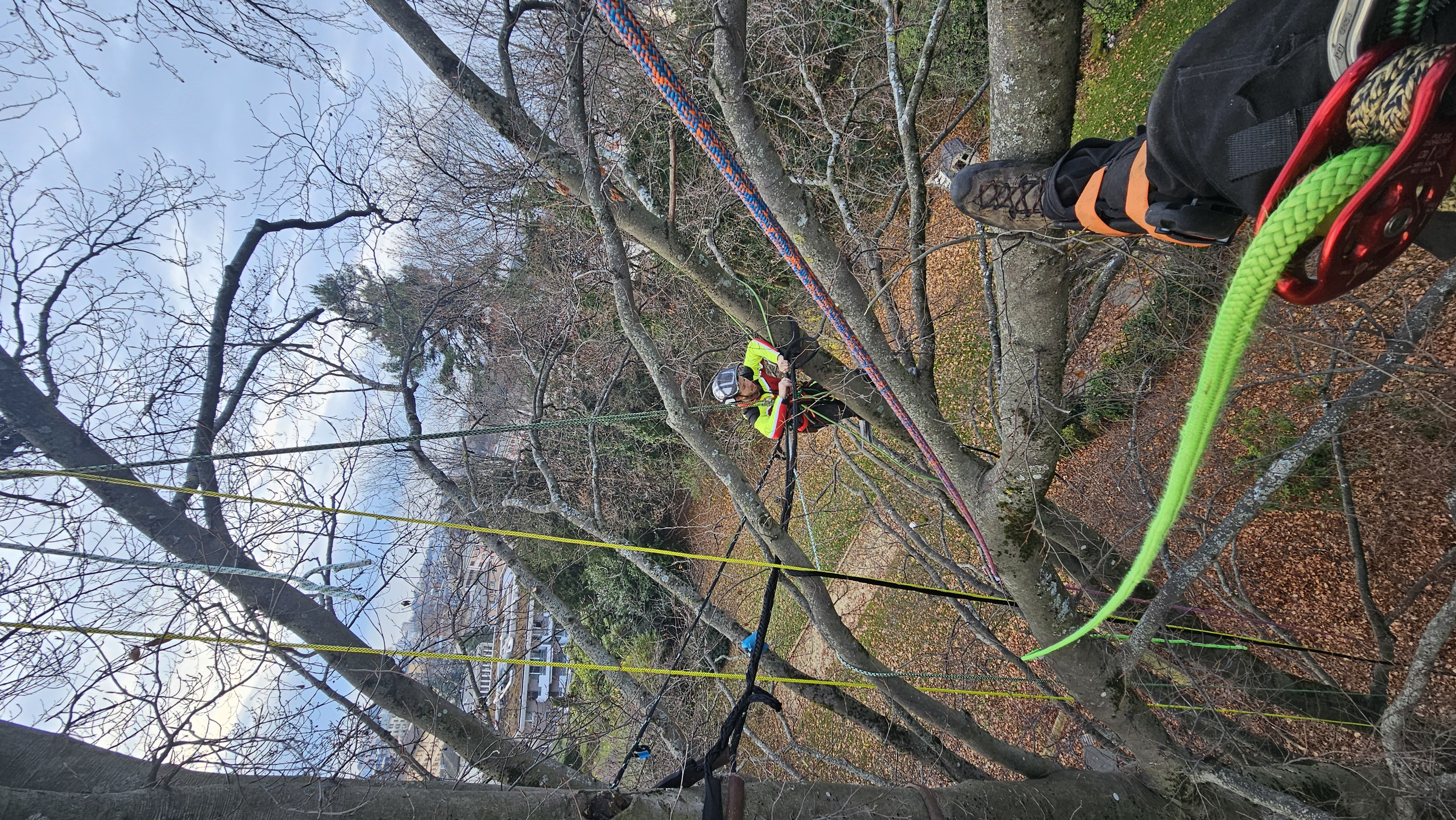 Arbre 2