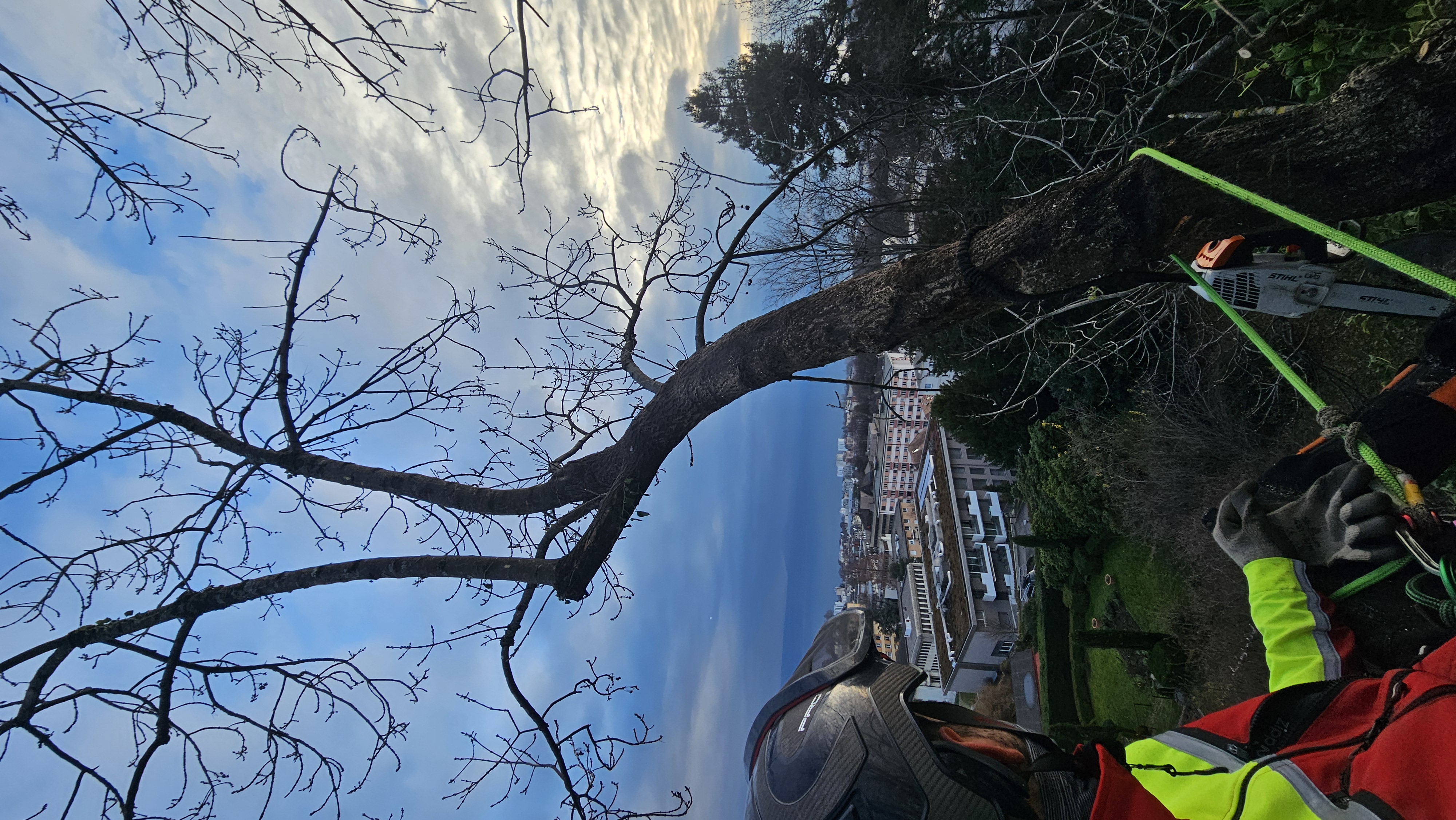 Arbre 3