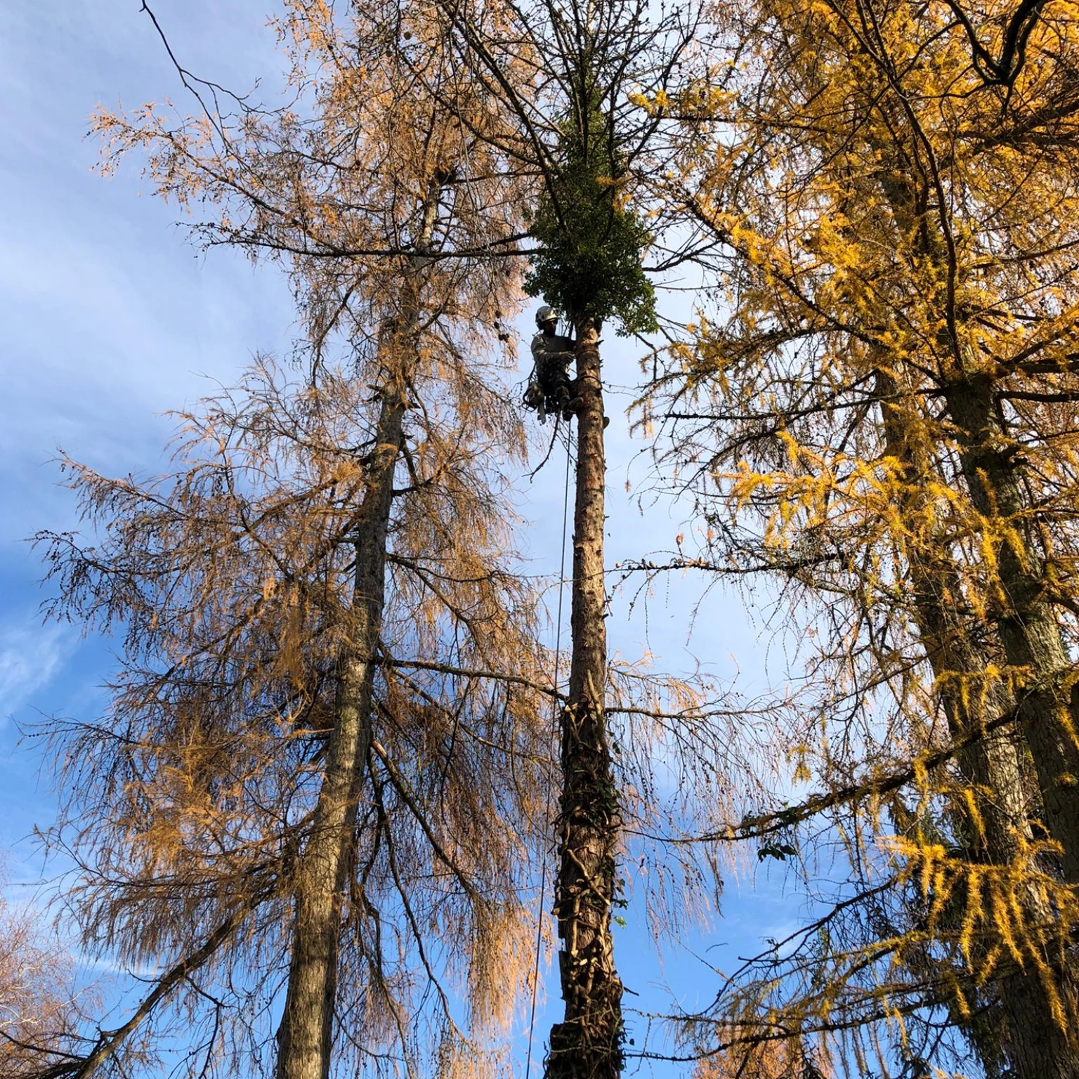 Arbre 4