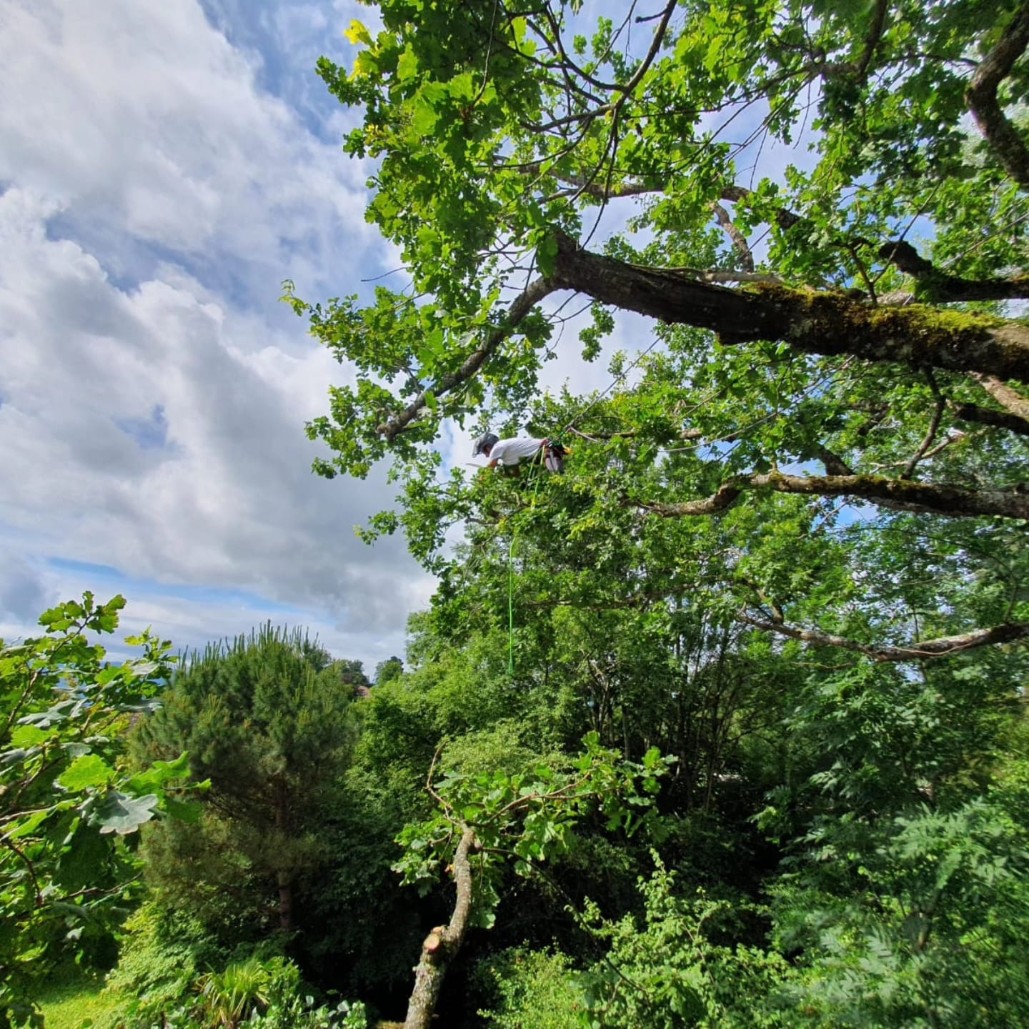 Arbre 5