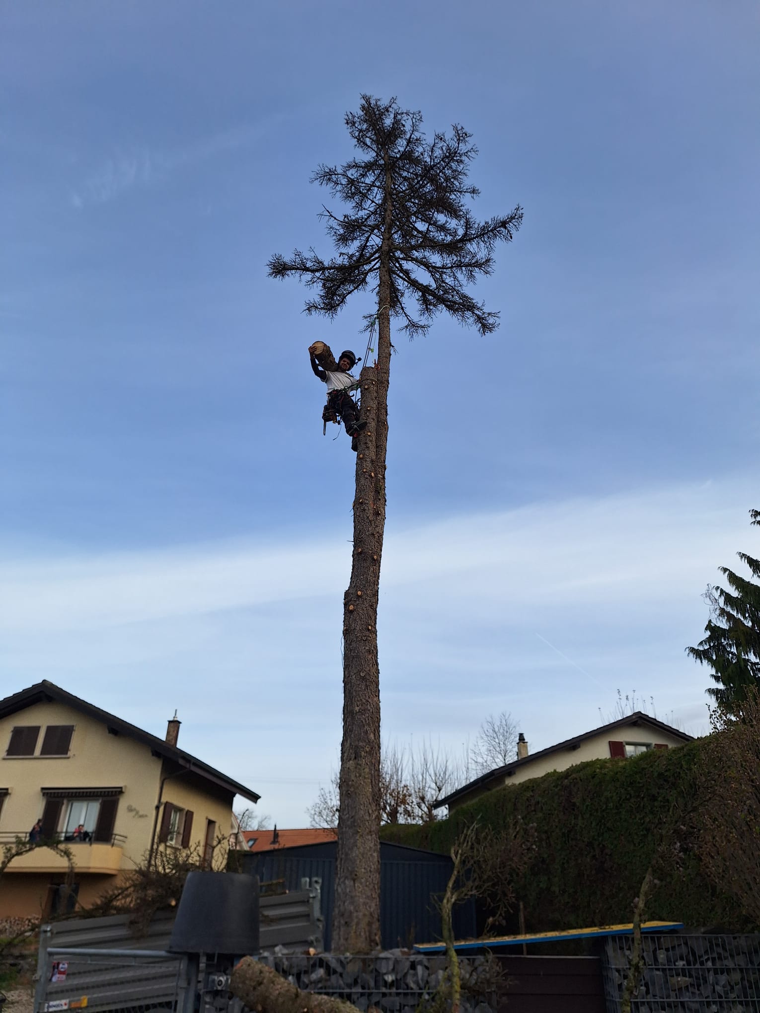 Arbre 9