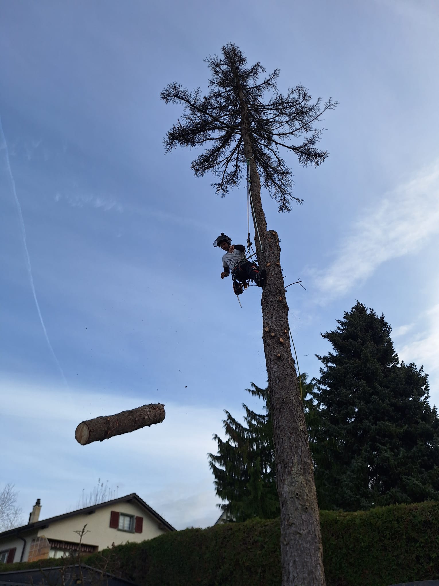 Arbre 10