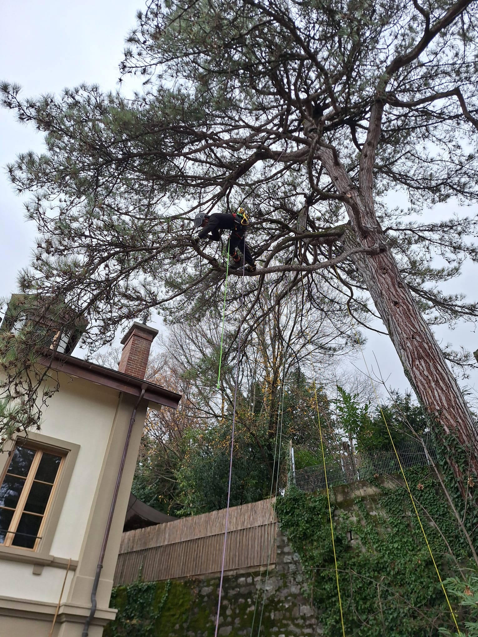 Arbre 13