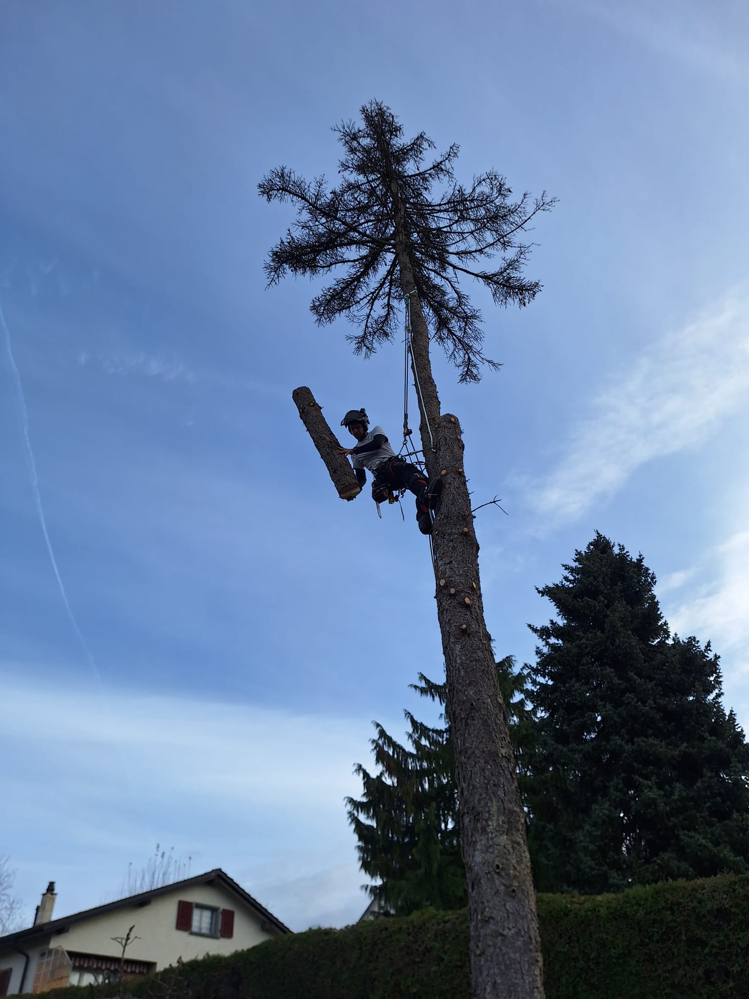 Arbre 12